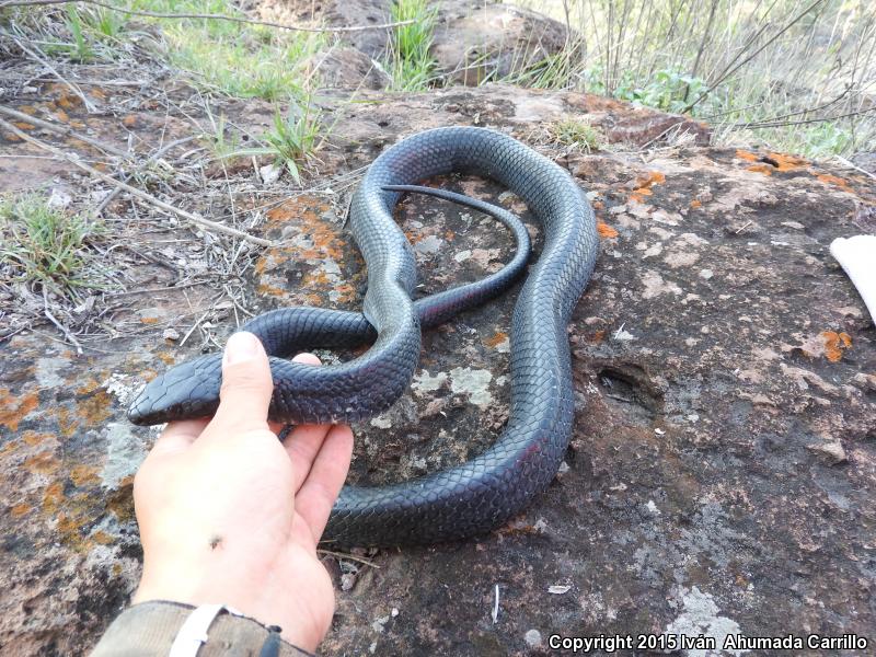 Mexican West Coast Cribo (Drymarchon melanurus rubidus)