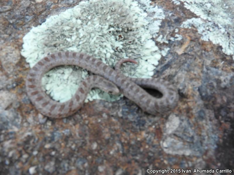 Large-nosed Earthsnake (Conopsis nasus)