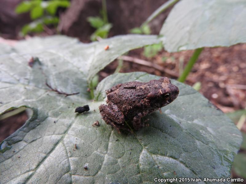 Pine Toad (Ollotis occidentalis)