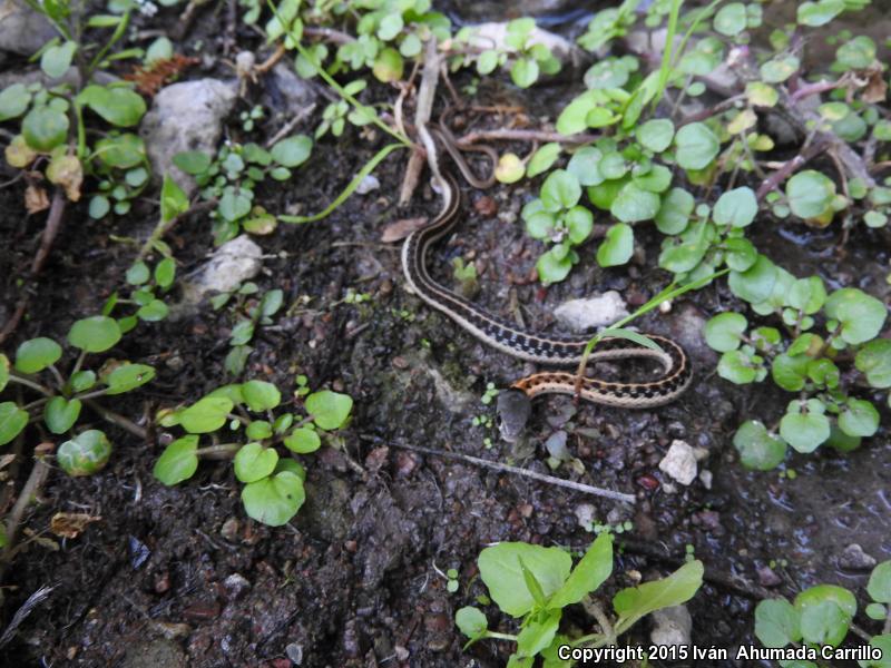 Tropical Black-necked Gartersnake (Thamnophis cyrtopsis collaris)