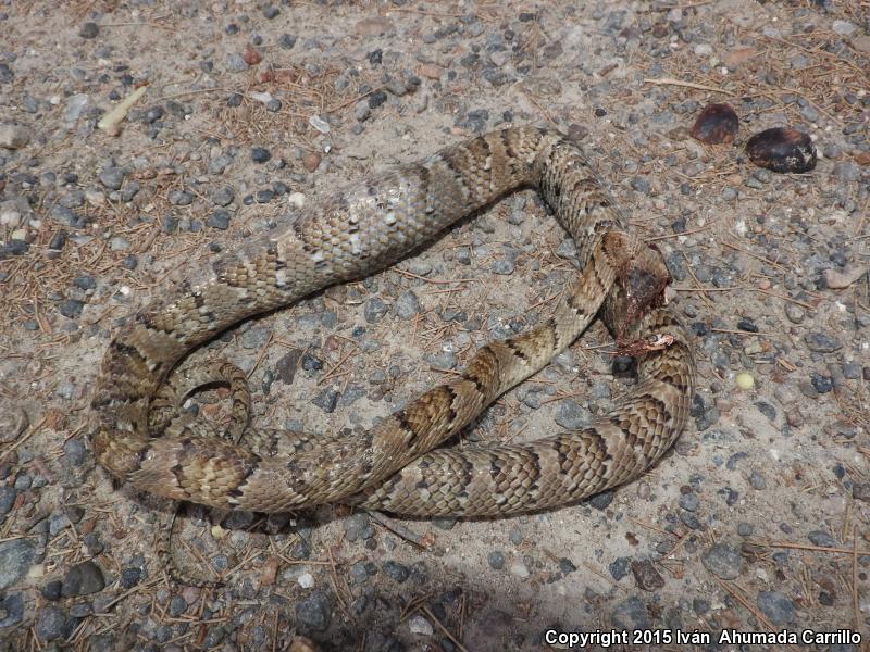 Mexican Lyresnake (Trimorphodon tau)