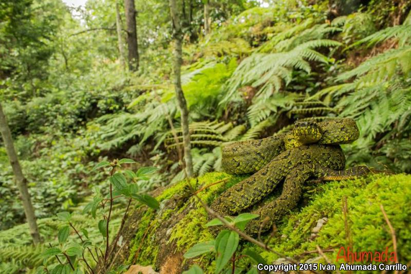 Mexican Horned Pitviper (Ophryacus undulatus)