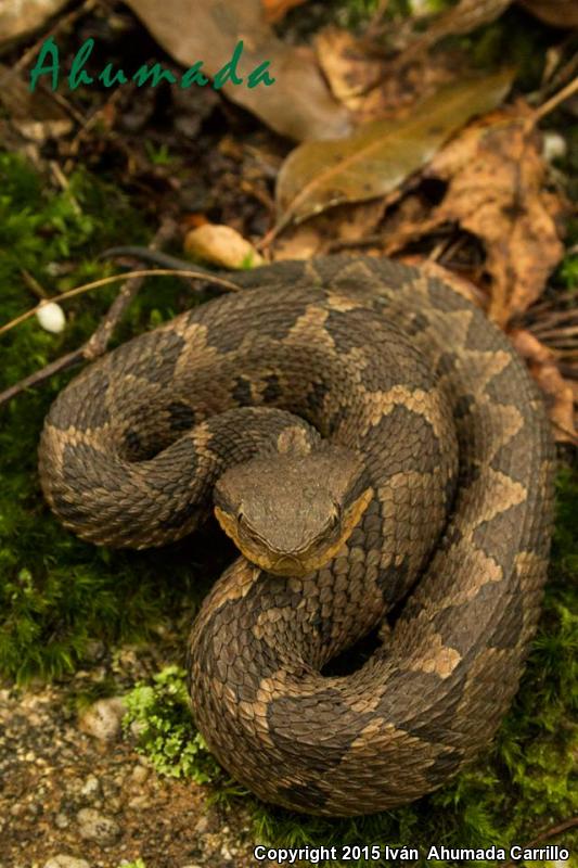 Jumping Pitviper (Atropoides nummifer)