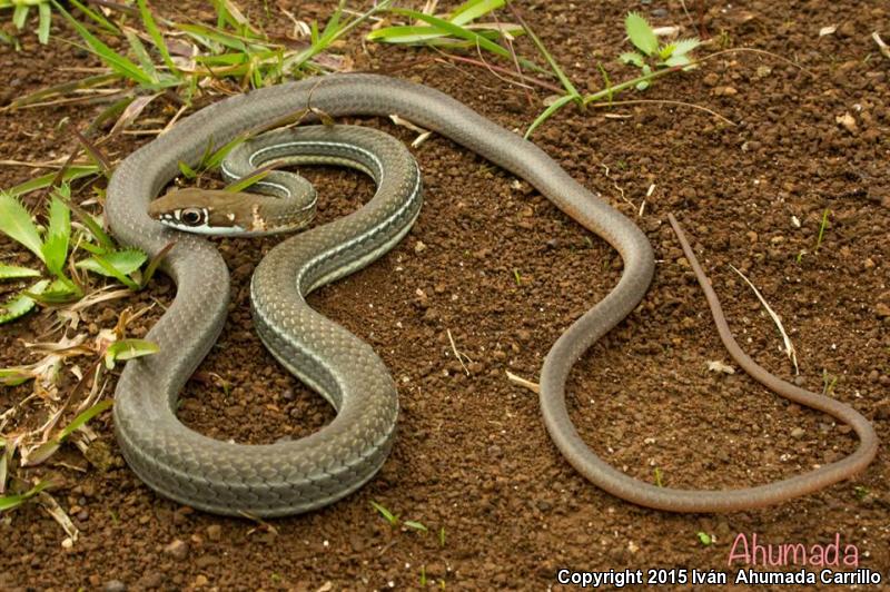 Schott's Whipsnake (Coluber schotti)