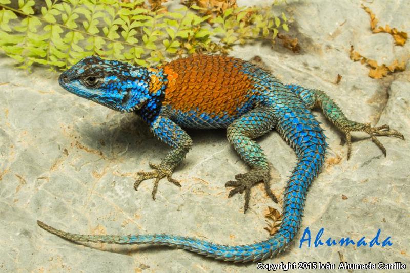 Minor Lizard (Sceloporus minor)