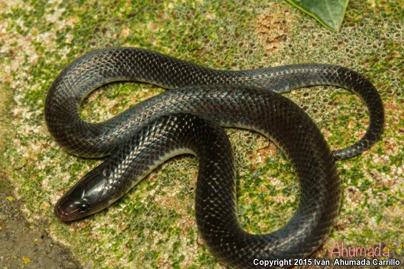 Siebold's Earth Snake (Geophis sieboldi)