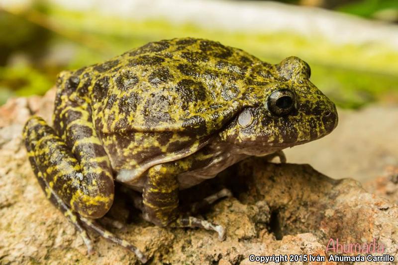 Barking Frog (Craugastor augusti)