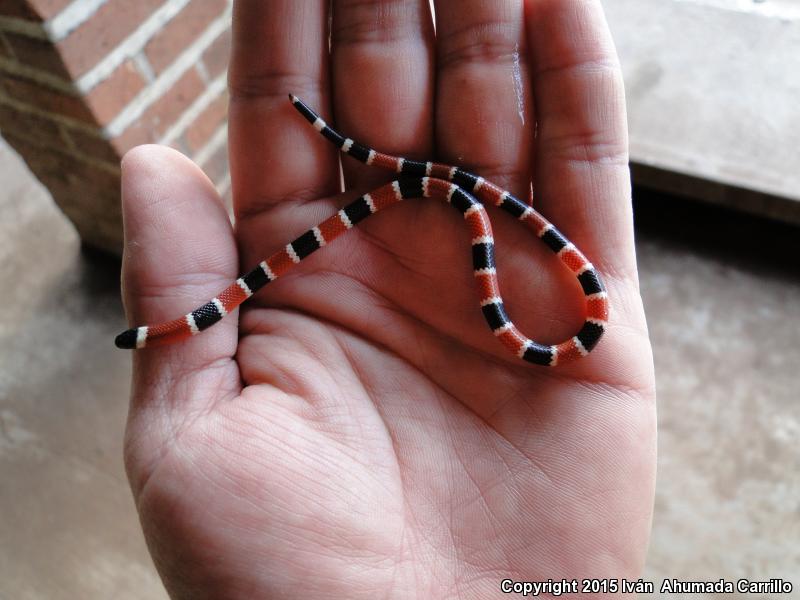 Sinaloa Coralsnake (Micruroides euryxanthus neglectus)