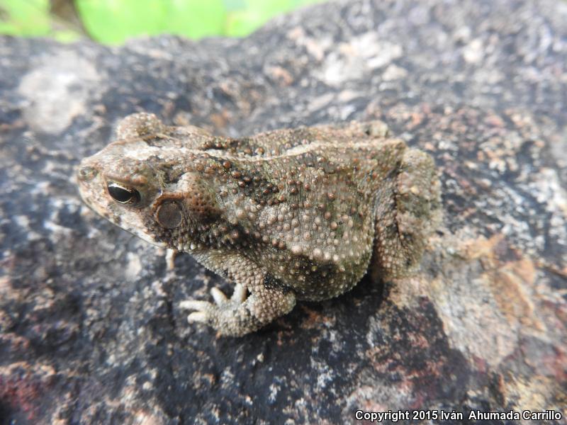 Sinaloa Toad (Ollotis mazatlanensis)