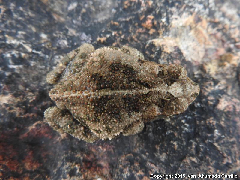 Sinaloa Toad (Ollotis mazatlanensis)