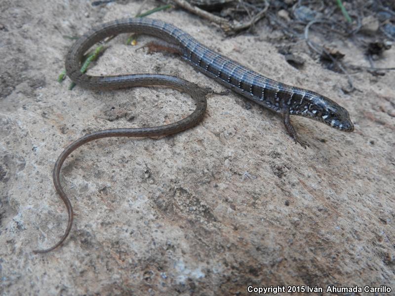 Rusty Alligator Lizard (Elgaria kingii ferruginea)