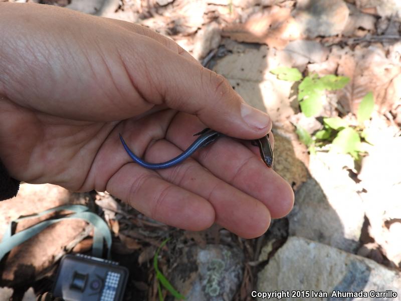 Two-lined Shortnose Skink (Plestiodon brevirostris bilineatus)