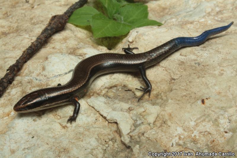 Two-lined Shortnose Skink (Plestiodon brevirostris bilineatus)