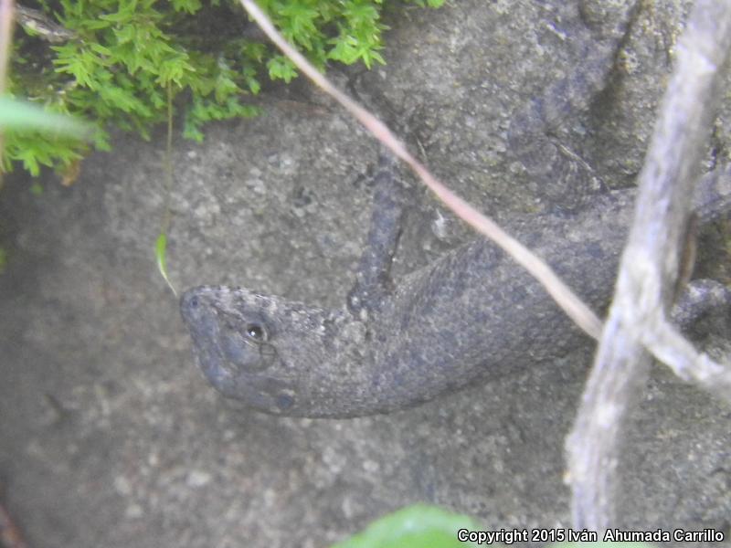 Northern Nelson's Spiny Lizard (Sceloporus nelsoni barrancarum)