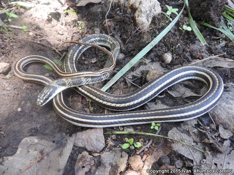 Mexican Patch-nosed Snake (Salvadora mexicana)