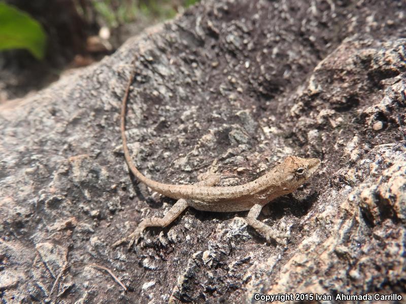 Clouded Anole (Anolis nebulosus)