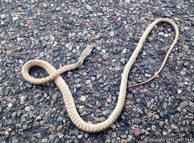 Baja California Coachwhip (Coluber fuliginosus)