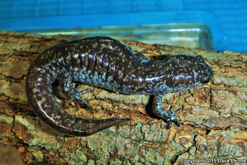 Mabee's Salamander (Ambystoma mabeei)