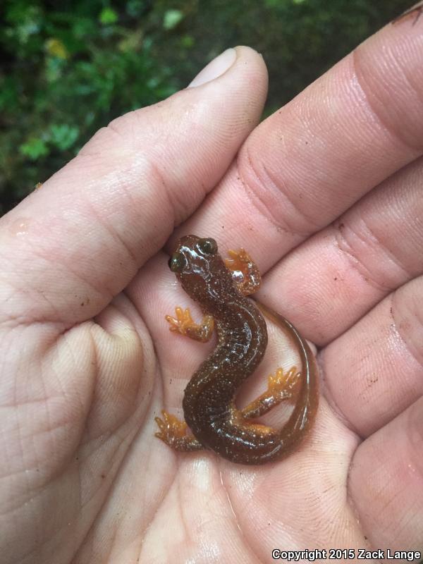 Columbia Torrent Salamander (Rhyacotriton kezeri)