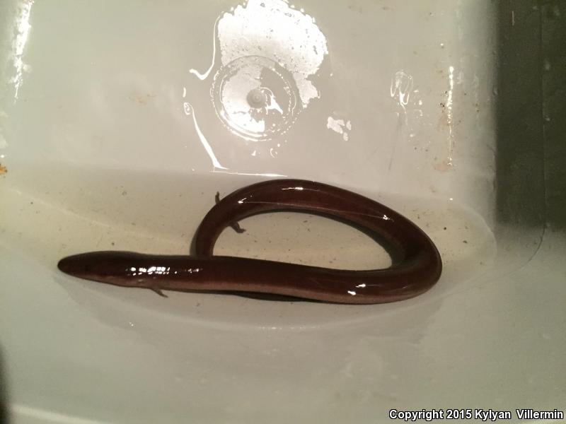 Three-toed Amphiuma (Amphiuma tridactylum)