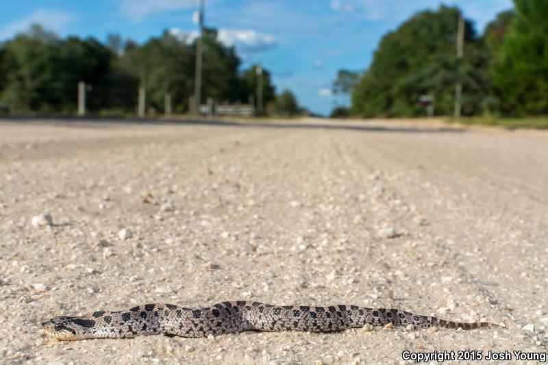 Southern Hog-nosed Snake (Heterodon simus)