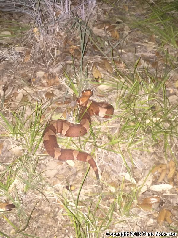 Broad-banded Copperhead (Agkistrodon contortrix laticinctus)