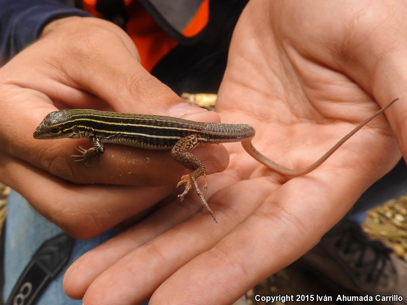 Western México Whiptail (Aspidoscelis costata)