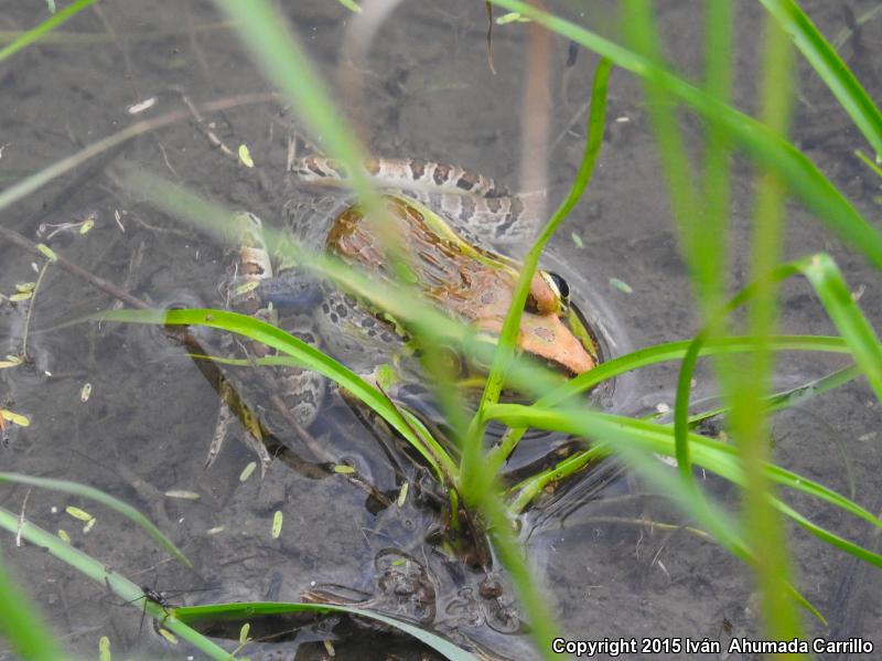 Forrer's Grass Frog (Lithobates forreri)