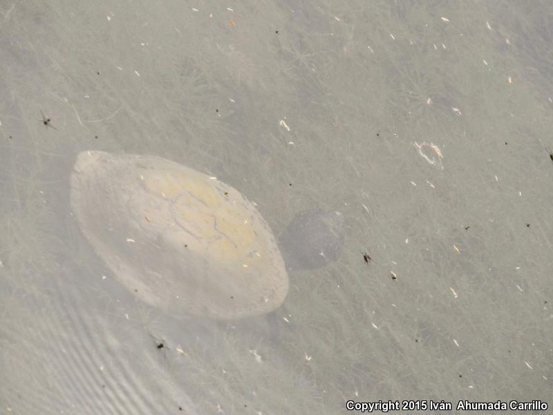 Mexican Mud Turtle (Kinosternon integrum)