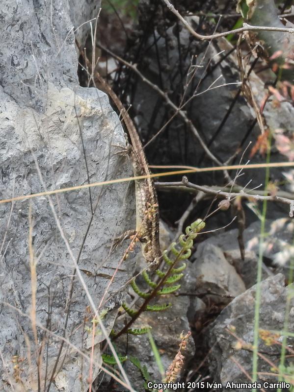 Rough Lizard (Sceloporus horridus)