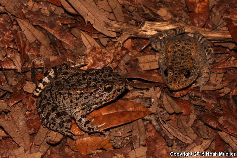 Gopher Frog (Lithobates capito)