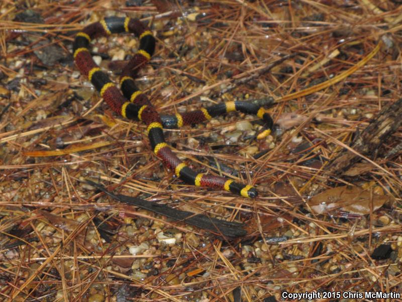 Texas Coralsnake (Micrurus tener)