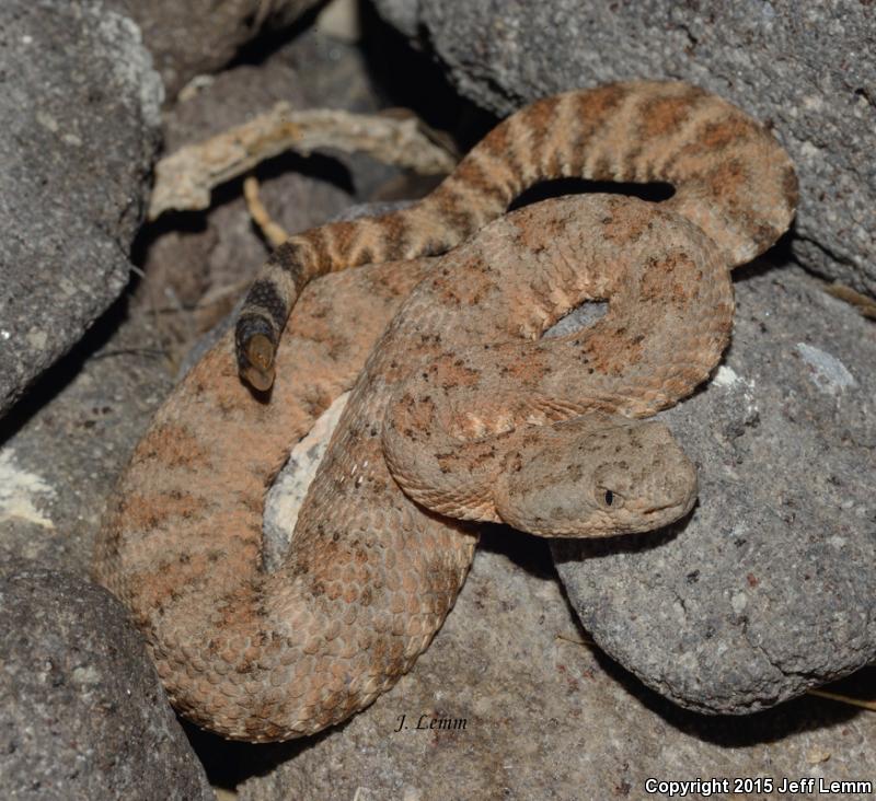 El Muerto Island Rattlesnake (Crotalus muertensis)