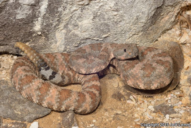 El Muerto Island Rattlesnake (Crotalus muertensis)