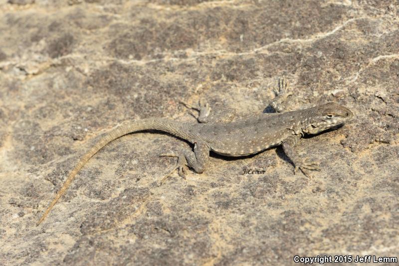 El Muerto Side-blotched Lizard (Uta lowei)