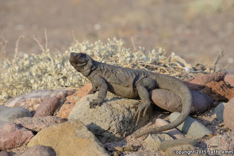 Spiny Chuckwalla (Sauromalus hispidus)