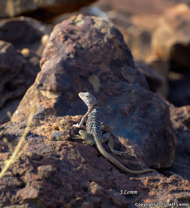 Desert Collared Lizard (Crotaphytus insularis)