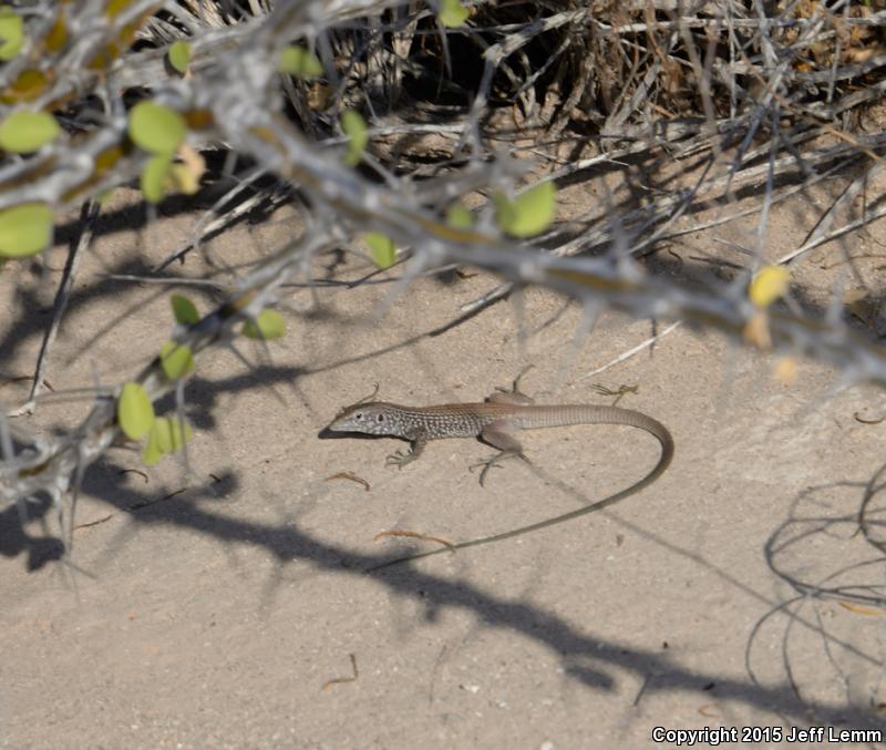 Dickerson's Desert Whiptail (Aspidoscelis tigris dickersonae)