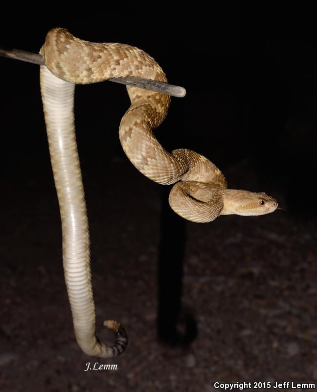 Isla San Esteban Black-tailed Rattlesnake (Crotalus estebanensis)