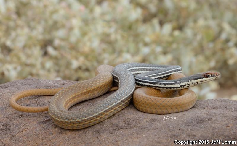 San Esteban Island Whipsnake (Coluber slevini)