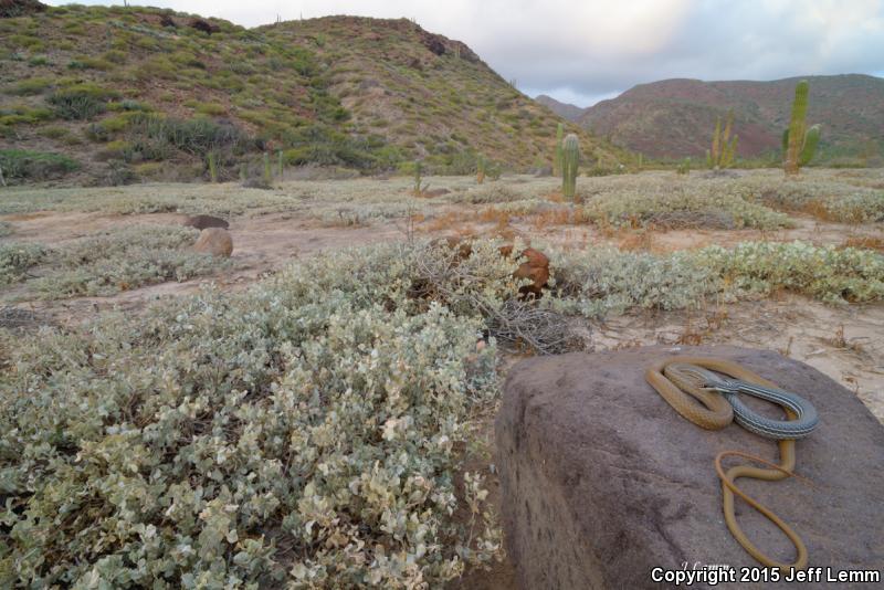 San Esteban Island Whipsnake (Coluber slevini)