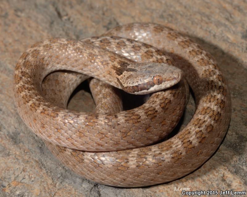 Collar Nightsnake (Hypsiglena torquata)