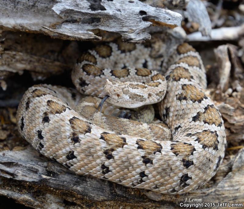 Lower California Rattlesnake (Crotalus enyo enyo)