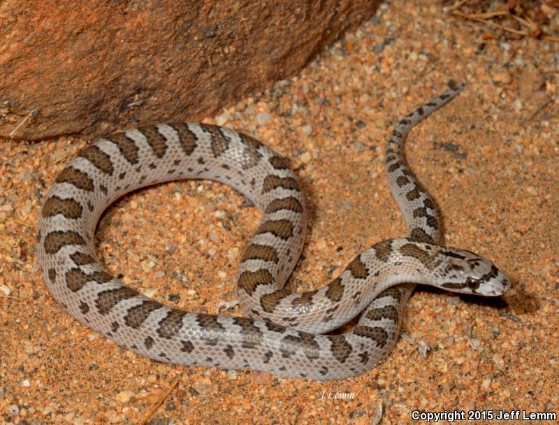 Peninsular Glossy Snake (Arizona pacata)