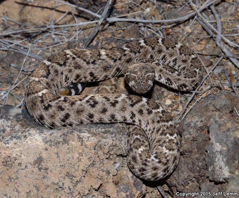 Tortuga Island Diamond-backed Rattlesnake (Crotalus tortugensis)