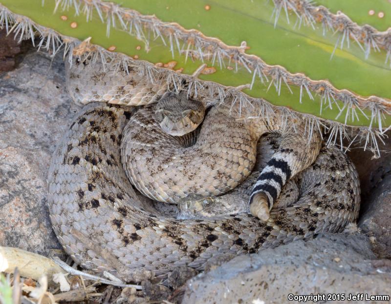 Tortuga Island Diamond-backed Rattlesnake (Crotalus tortugensis)