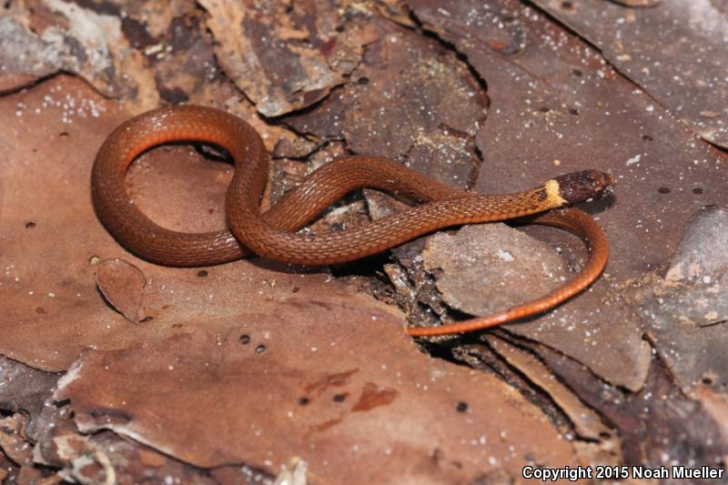 Florida Red-bellied Snake (Storeria occipitomaculata obscura)