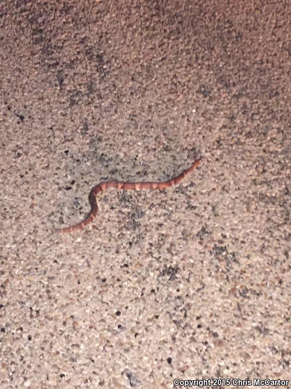 Broad-banded Copperhead (Agkistrodon contortrix laticinctus)