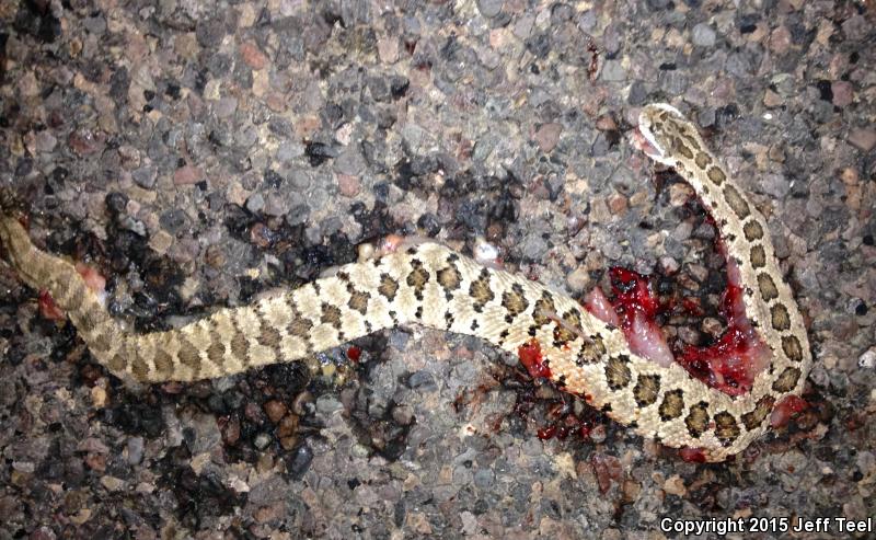 Lower California Rattlesnake (Crotalus enyo enyo)