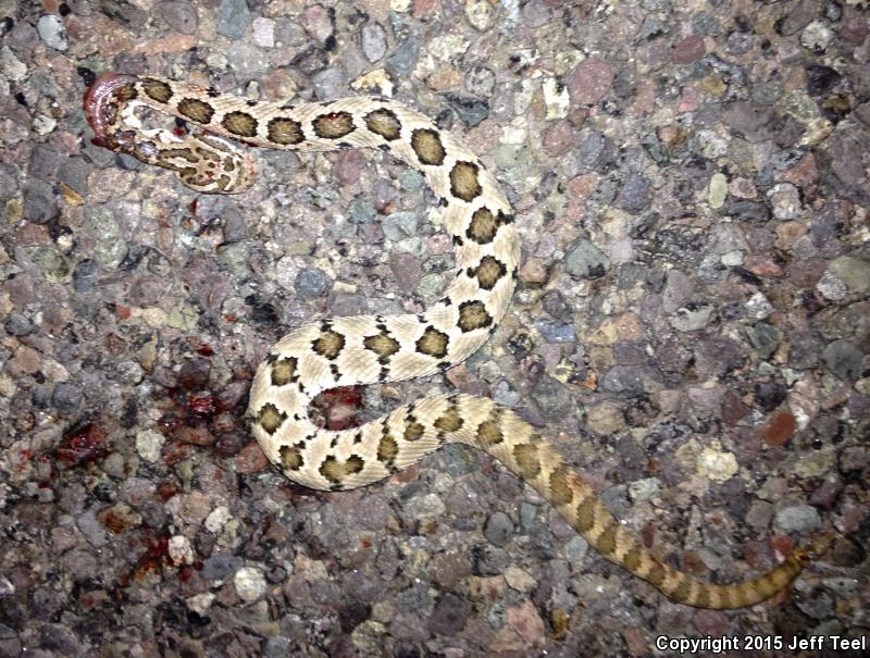 Lower California Rattlesnake (Crotalus enyo enyo)